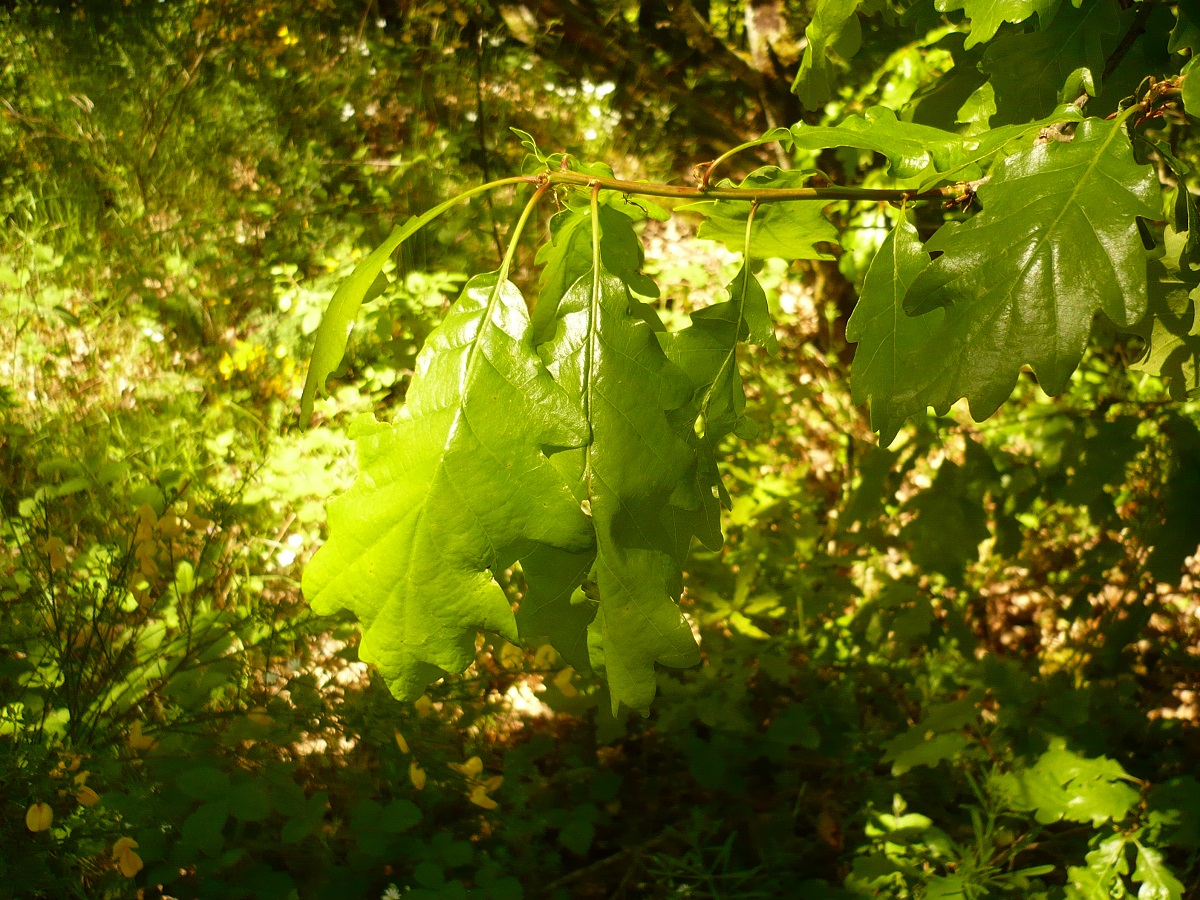 Quercus petraea subsp. petraea (Fagaceae)